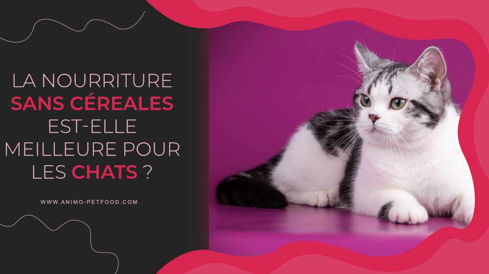 nourriture sans céréale pour chat